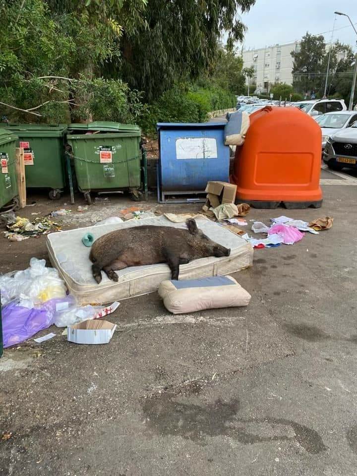 a photo of a hog sleeping on a matress in the street surrounded by garbages